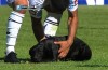 Adorable puppy invades Argentine match between Belgrano and Quilmes