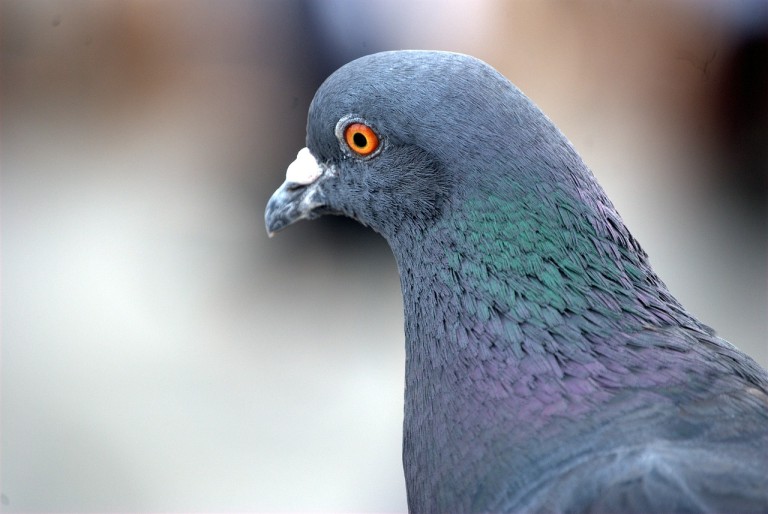 Man City fans urge Villa to sign up a pigeon