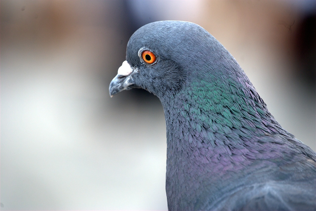 pigeon-Villa